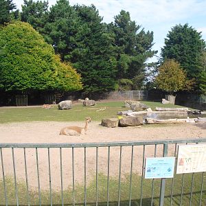 South American Mixed Enclosure - 01/10/2011