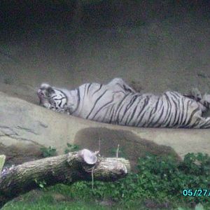Tiger Canyon- White tiger (Panthera tigris)