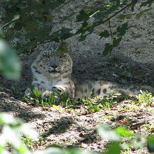 Snow leopard - August 2011