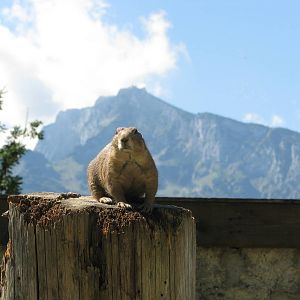 Prarie dog - August 2011