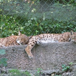 Eurasian lynx - August 2011