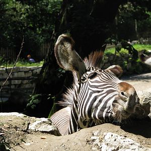 Grevy's zebra - August 2011