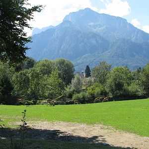 Lechwe - August 2011