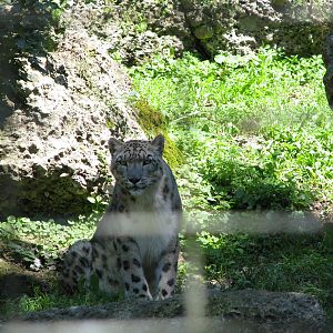 Snow leopard - August 2011