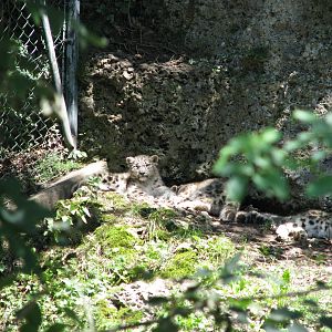 Snow leopard cubs - August 2011