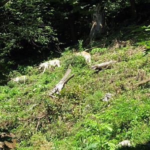 Grey wolf - August 2011