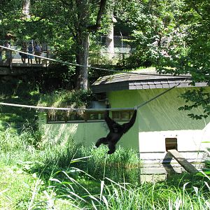 White-handed gibbon - August 2011