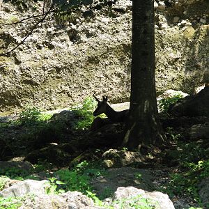 Alpine chamois - August 2011
