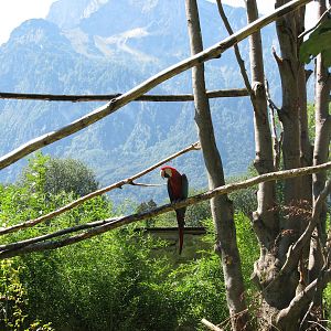 Green-winged macaw- August 2011