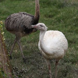 rheas - two morphs