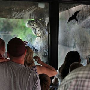 tiger standing at glass