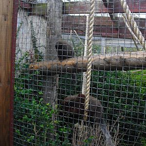 Coppery Titi Enclosure - 01/10/2011