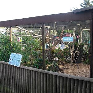 Cottontop Tamarin Enclosure - 01/10/2011