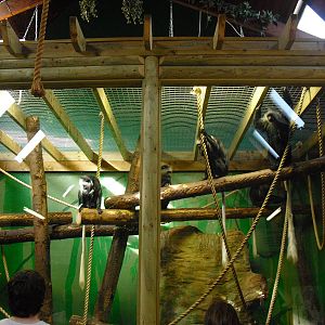 King Colobus Indoor Enclosure - 01/10/2011
