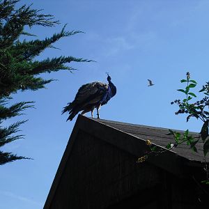 Indian Peafowl - 01/10/2011