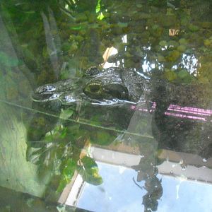 Yacare Caiman - 01/10/2011