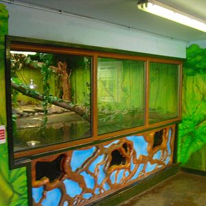 Yacare Caiman Tank - 01/10/2011