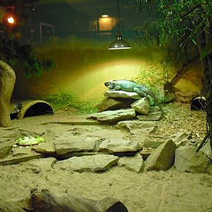 Rhinoceros Iguana Enclosure - 01/10/2011