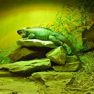 Rhinoceros Iguana - 01/10/2011