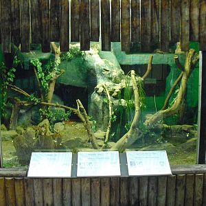 Green Anaconda/Reticulated Python/Common Boa Mixed Enclosure - 01/10/2011