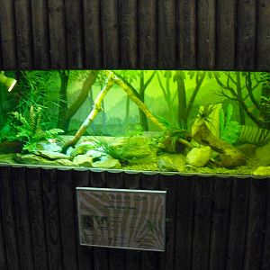 Reptile Display - 01/10/2011