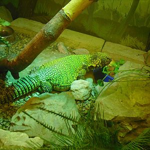 Spiny-tailed Lizard (?) - 01/10/2011