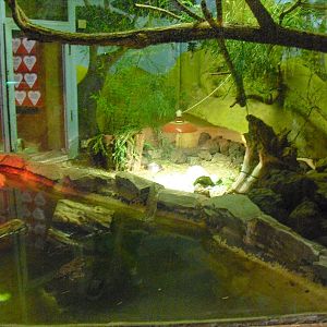 Nile Monitor Display - 01/10/2011
