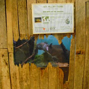 Red-bellied Piranha Display - 01/10/2011