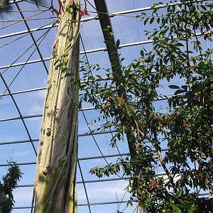 Squirrel Monkey in the trees - 01/10/2011