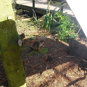 Squirrel Monkey - 01/10/2011