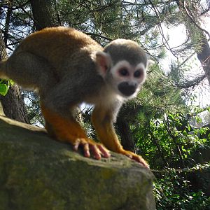 Squirrel Monkey - 01/10/2011