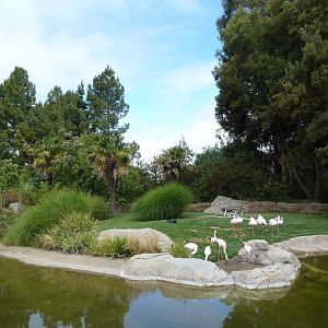 Lesser Flamingo/Spoonbill Exhibit