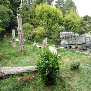 Bengal Tiger Exhibit