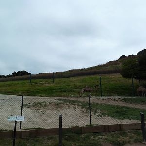 Dromedary Exhibit