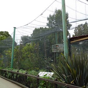African Aviary