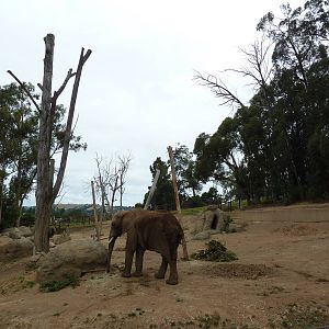 6-Acre African Elephant Exhibit