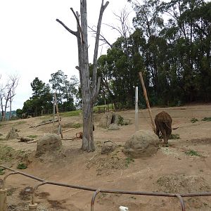 6-Acre African Elephant Exhibit