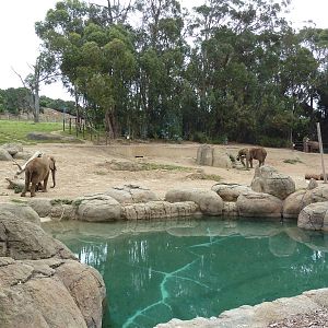 6-Acre African Elephant Exhibit