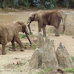 African Elephants