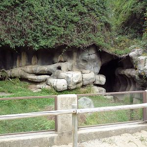 African Spurred Tortoise Exhibit