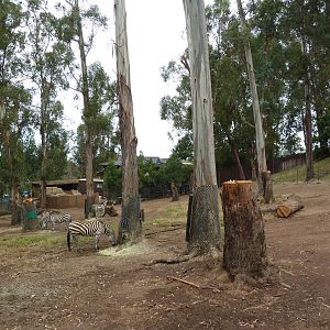 Zebra Exhibit