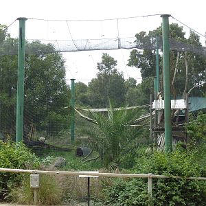 Green Monkey Exhibit