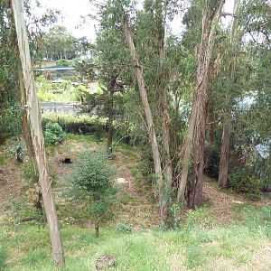 Spotted Hyena Exhibit
