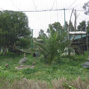 Green Monkey Exhibit