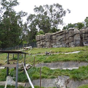 Hamadryas Baboon Exhibit