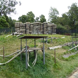 Hamadryas Baboon Exhibit
