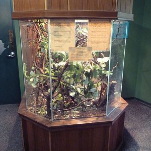 Children's Zoo - Insect House Exhibit (3 Species)