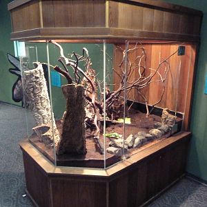 Children's Zoo - African Millipede Exhibit