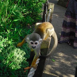 Squirrel Monkey - 01/10/2011