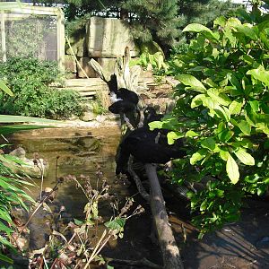 Great Curassows (?) - 01/10/2011